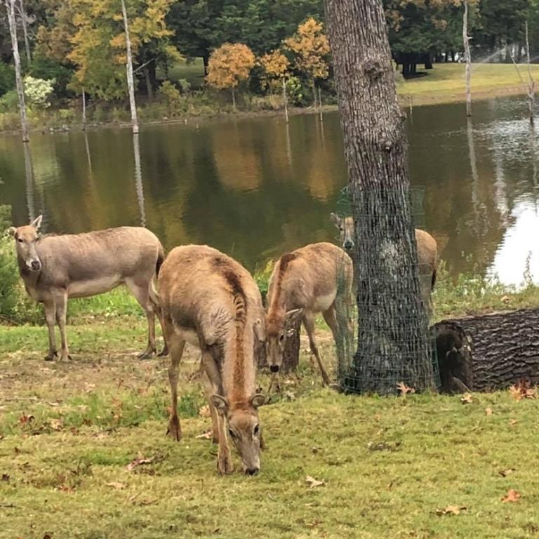 Safari Waters Ranch - Land