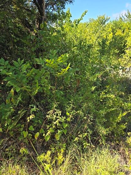 A0382 - GRIFFIN JESSE - Land