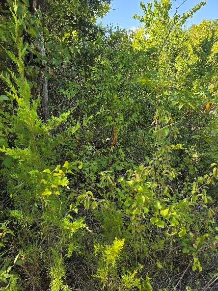 A0382 - GRIFFIN JESSE - Land