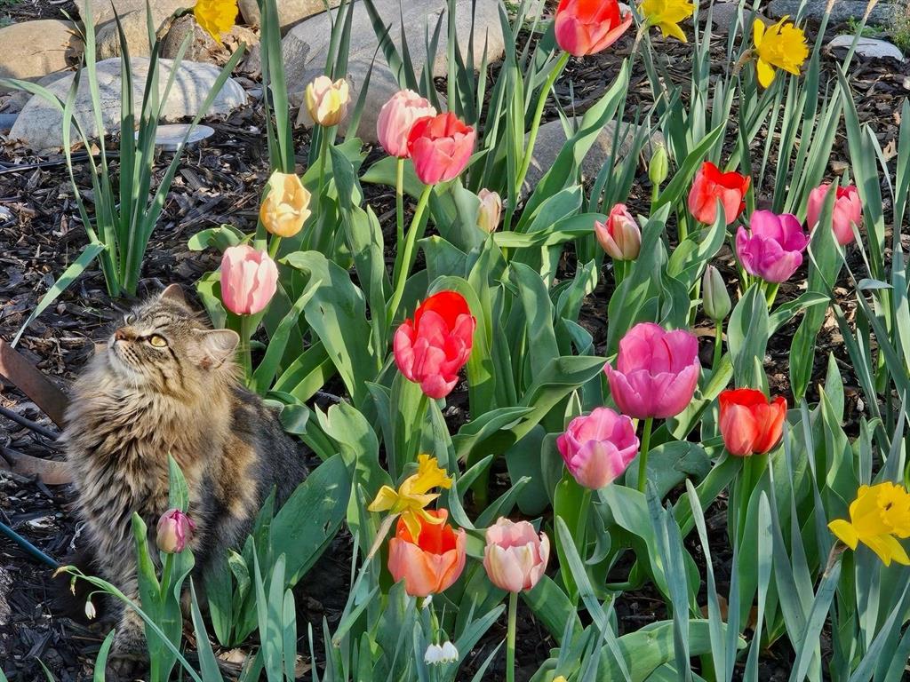 Lindsay Add - Residential