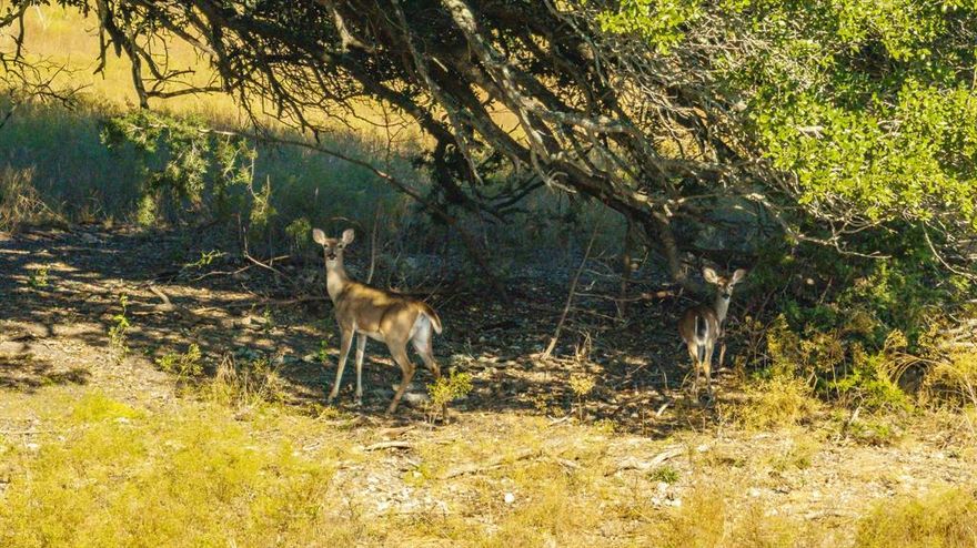 454-Acre Ranch in Spring Creek Area- Bosque County

Discover the unmatched beauty and functionality of this 454-acre ranch in the highly sought-after Spring Creek area near Meridian, Texas. This property offers a unique opportunity for ranching, outdoor recreation, or building your dream home amidst stunning natural surroundings.

Property Highlights:
Prime Location: Boasting 2,800 feet of paved road frontage, this property is easily accessible while maintaining privacy.
Ranch-Ready Features: Fully fenced and cross-fenced with multiple gates, the ranch is designed for efficient livestock management.
Farming Potential: Approximately 55 acres of fertile farmland, ideal for hay production or food plots
Abundant Wildlife: Perfect for hunters and nature enthusiasts, the property is home to whitetail deer, turkey, dove, and hogs, providing excellent year-round opportunities.
Natural Beauty: Scattered hardwoods, including large live oaks, enhance the picturesque landscape. A ridge with 120 feet of elevation change offers panoramic views, while two stock tanks, including one fed by a seasonal creek, add to the property's appeal.
Easy to Explore: Gently rolling terrain and a well-planned layout make the property accessible by vehicle or ATV.
This property is rare in one of Texas's most beautiful areas, offering endless possibilities for recreation, ranching, or a weekend retreat. The home on the property has no value and is not factored into the price.

Priced to sell—don’t miss this opportunity! Contact us today to schedule a private showing and explore the endless potential of this exceptional ranch.