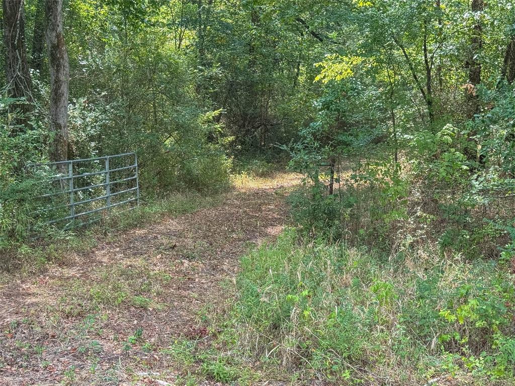 FM 1845 Pine Tree Road