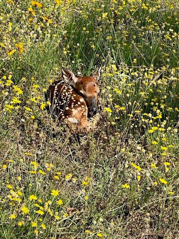 Clear Lake Estate - Residential