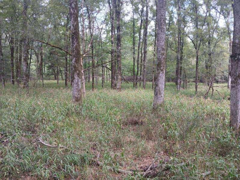 L J Crook Surv A-185 - Land