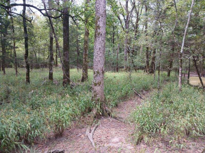 L J Crook Surv A-185 - Land