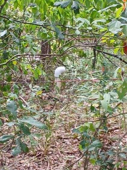 L J Crook Surv A-185 - Land