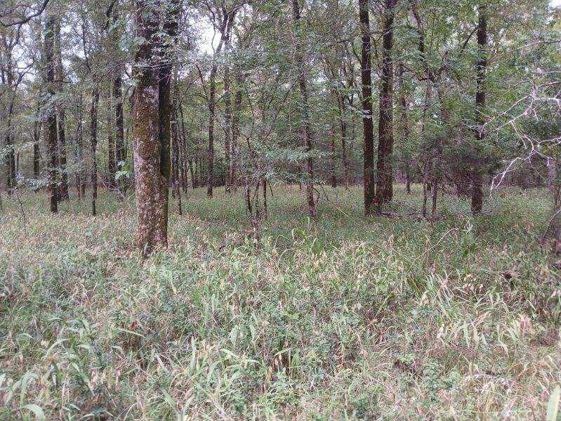 L J Crook Surv A-185 - Land