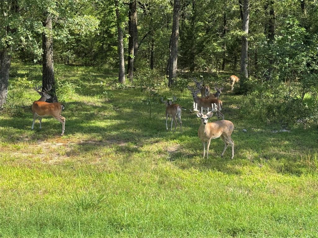 Nautical Shores - Land