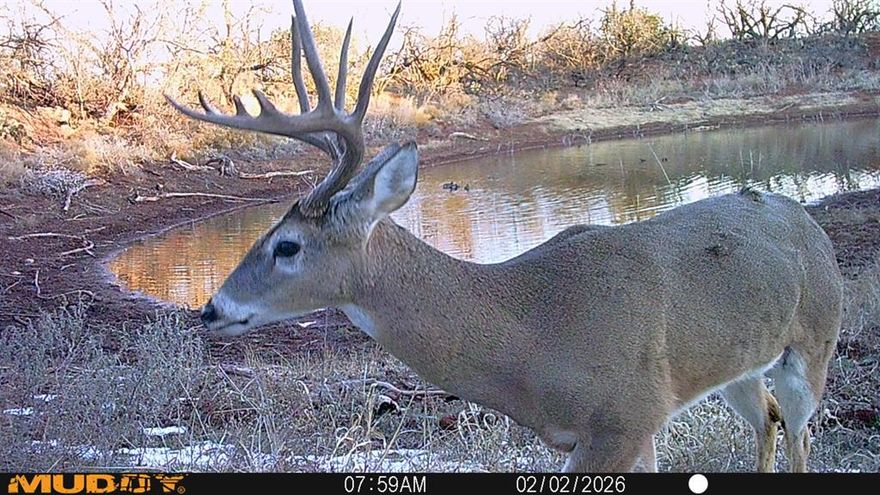 42 Acres With Creek, Stock Tank, Wildlife Habitat, and Buildable Area in Wylie ISD

This 42-acre tract offers a strong balance of natural features, practical usability, and location. A wet-weather creek runs through the property, and a large stock tank provides an additional water source and enhances the overall functionality of the land. The tract is heavily wooded, creating quality habitat for deer, turkey, hogs, and other wildlife.

Approximately 25 acres lie within the floodplain, but the remaining acreage offers multiple suitable locations for a homesite. Despite the natural cover, there is more than enough buildable area to accommodate residential plans.

Situated in Wylie ISD, this property represents a rare opportunity to purchase significant acreage close to town. It provides the privacy and natural setting of a rural property while maintaining convenient access to schools, services, and amenities.

A well-rounded tract suitable for residential development, recreation, or long-term investment.