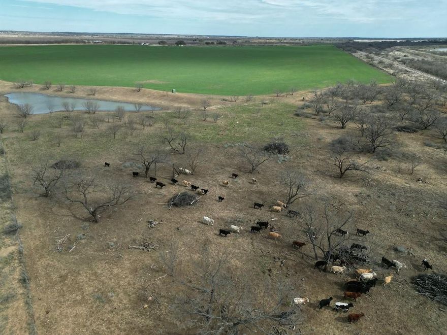This cattlemans dream ranchland is located 15 miles west of Richland Springs, TX. and 20 miles east of Brady, TX. with easy access off of a well maintained county road. Terrain- Topography goes from large wheat fields with large Live Oaks and Mesquite. The livestock will feel like they are in Heaven.  Abundant wildlife includes whitetail deer, turkey, feral hogs, dove, native songbirds, and other varmints. There are 5 stock tanks located on the property that hold some real nice catfish, bass, perch. Traveling around the ranch is easy with new roads traversing throughout. You'll witness fantastic views across the Hill Country, lucious wheat fields to the shady Live Oaks on the ranch. The 448 acre Ranch is remote and private with few interruptions. Well built working pens are located on the property for easy load out and access. Electricity and Rural water are located on the property.