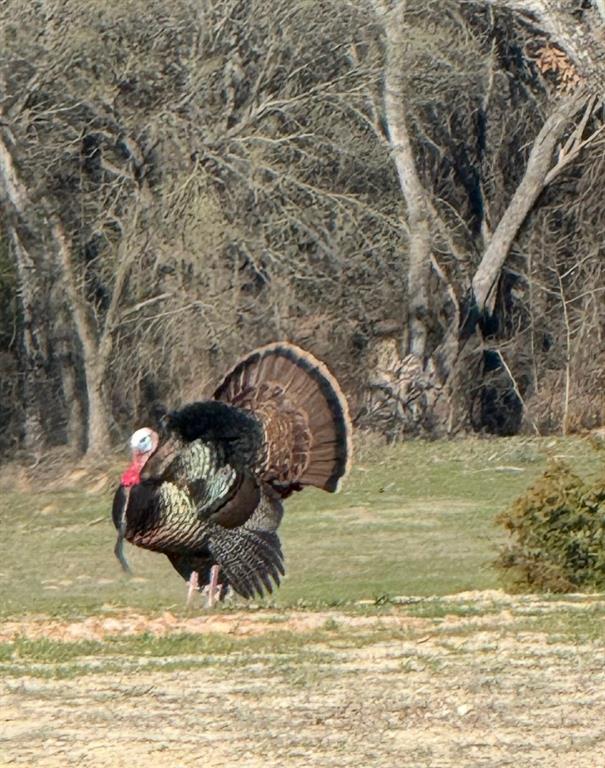 85.089 Acres, J.M. Spoon Survey, A-724 - Farm