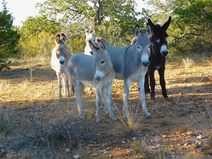 Welcome to this 37.97 Acres on County Road 131 in Bangs ISD.
Discover your own slice of the country with this beautiful 38-acre property located in the Bangs School District. With approximately 60 feet of elevation change, the land offers both scenic views and versatile terrain — ideal for raising livestock, hunting, or building your dream home in the country.
A stock tank provides a reliable water source for wildlife or livestock, and a hilltop vantage point delivers stunning views of the surrounding countryside. The fencing is in fair condition and currently holding livestock, making it ready for your agricultural or recreational plans.
There are plenty of Dove most years and also Deer and hogs with some Turkey see.
Whether you’re looking for a peaceful retreat, a working ranch, or a homesite with room to roam — this could be the perfect place for you!  There is another approximately 112 acres with a beautiful home adjoining this tract available.
