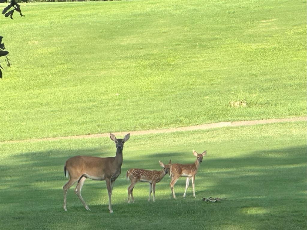 Holly Lake Ranch - Residential