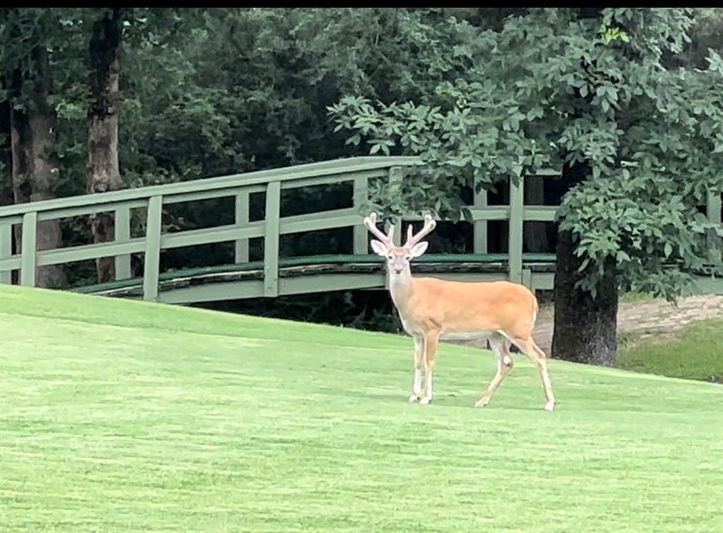Holly Lake Ranch - Residential