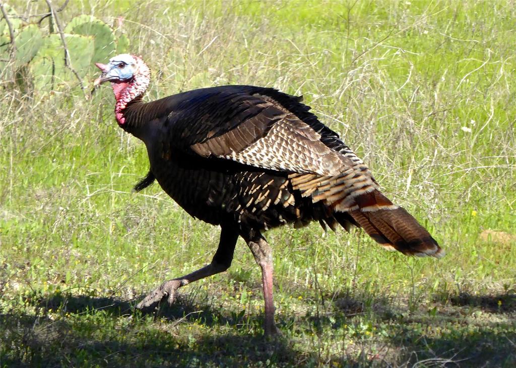 Hills Above Possum Kingdom Ph - Land