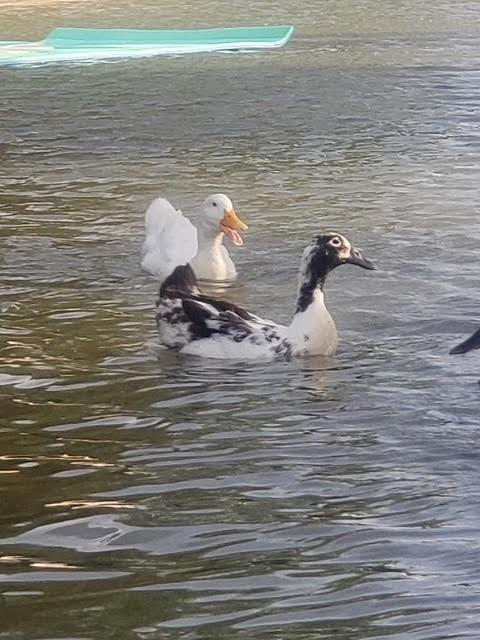 Sky Harbour Sec 4 - Residential