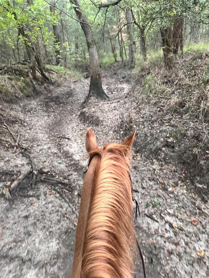 Land For Sale – 30 Prime Acres Available!
Discover the perfect opportunity to own beautiful acreage ideal for residential, ranching, recreation, or long-term investment. This property offers a rare combination of open pasture, mature trees, open and wooded views, providing endless possibilities for your vision.

Property Highlights:
 • 30 acres available (flexible division options)
 • Ideal for building a custom home, or family compound
 • Excellent road frontage & easy access
 • Mix of open land and natural landscape
 • Perfect for livestock, agricultural use, equestrian setup, or recreational activities
 • Peaceful rural setting, yet close to town & amenities
 • Utilities nearby (available at the road, aerobic system needed)

Acreage of this quality is hard to find—don’t miss your chance to own a large tract in a growing area!

Contact for price, details, or to schedule a showing!

Bring all offers! The property is good for livestock and hunting. Backs up to SRA and has a 3-4 acre fenced in spot that is maintained by Sabine River Authority. Good roads and a sought-after school district make this the ideal property for anyone wanting to move to Lone Oak. Has a wet weather creek that runs through the property. No survey.
