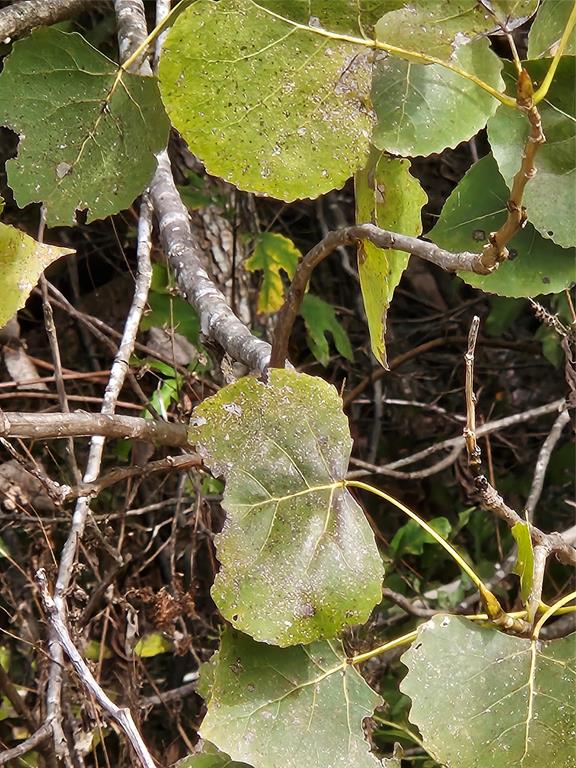 AB 60 J M Bertran Sur, TR 6A&E - Land