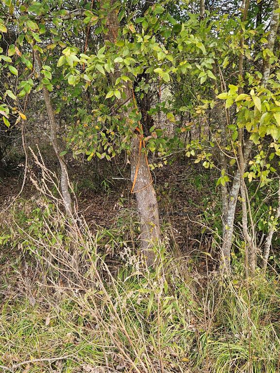 AB 60 J M Bertran Sur, TR 6A&E - Land