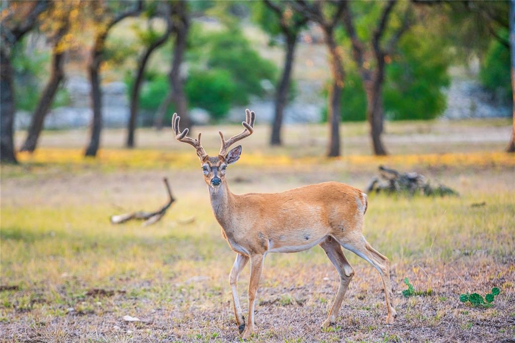 Majestic Hills Ranch - Land