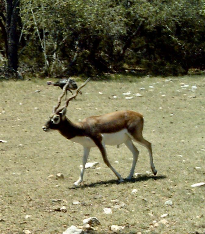 Majestic Hills Ranch - Land