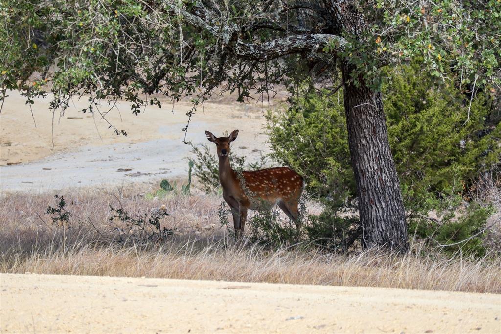 Majestic Hills Ranch - Land