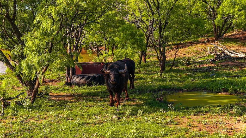 Creed Ranch - Farm
