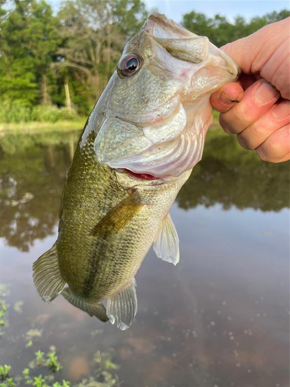 WB Patton Survey, Abstract 0726 - Residential