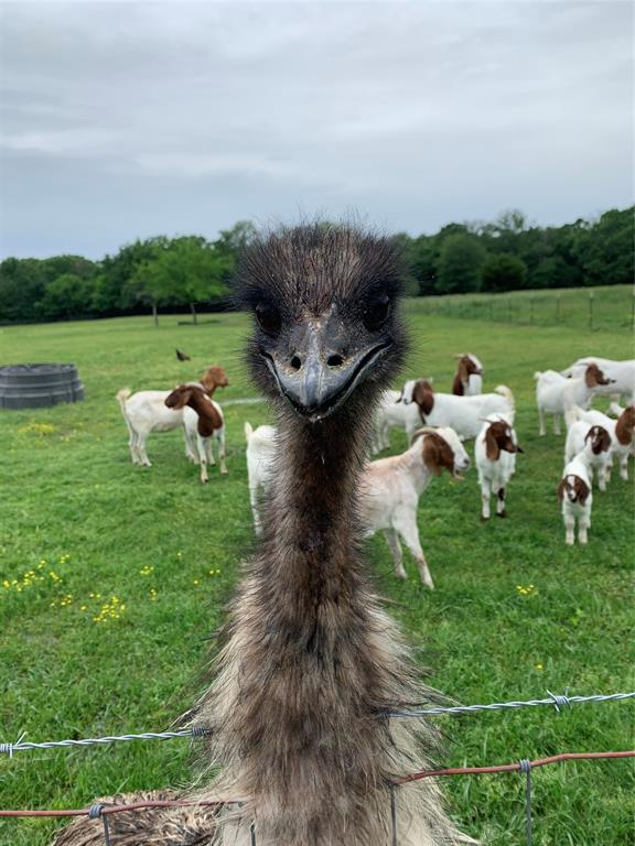 R Weeks Surv Abs 1271 - Farm