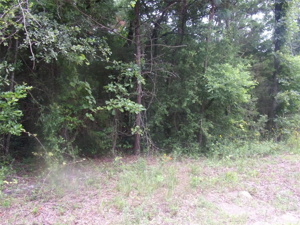 tbd Holly Glen