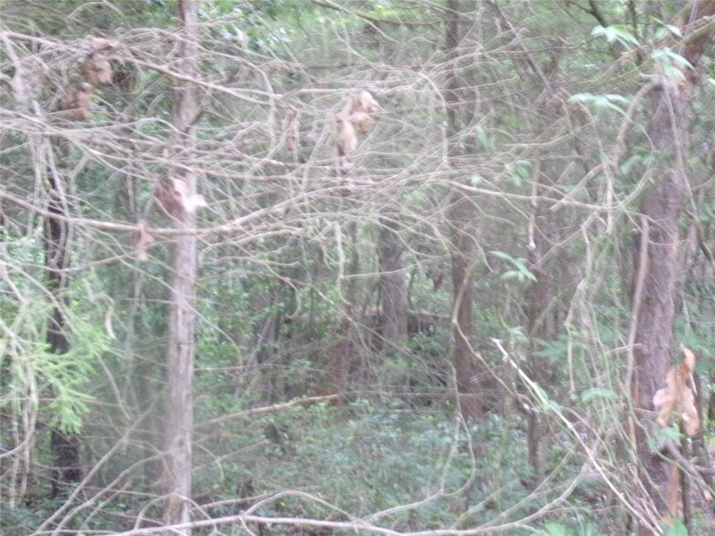 Callender Lake II - Land