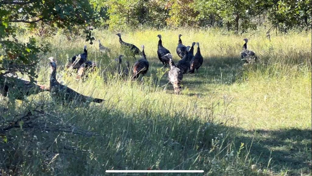 J G Hayes Surv #a-1434 - Land