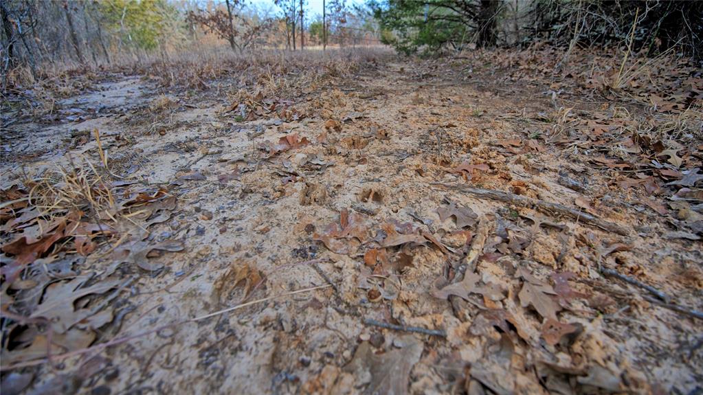 The Calhoun County School Land - Land