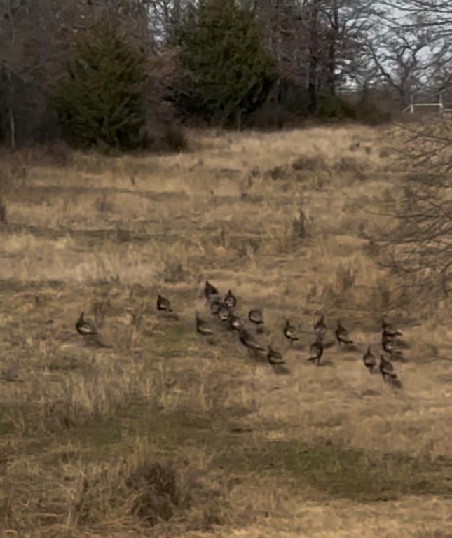 The Calhoun County School Land - Land