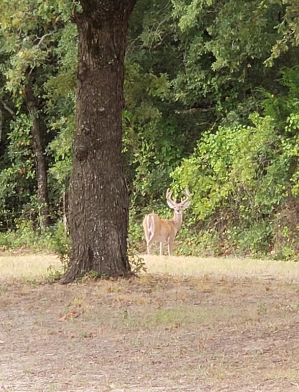 The Calhoun County School Land - Land