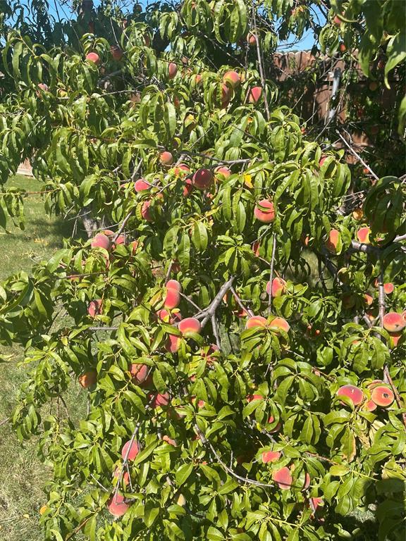 Callahan Divide Estates - Residential