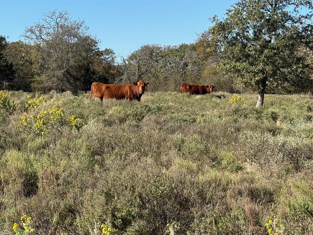 PARADISE OAKS RANCH - Land