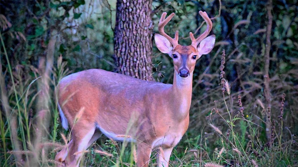 Red Oak Hills Sub - Land