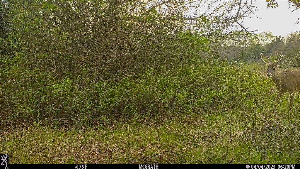 Francis Hickax - Farm