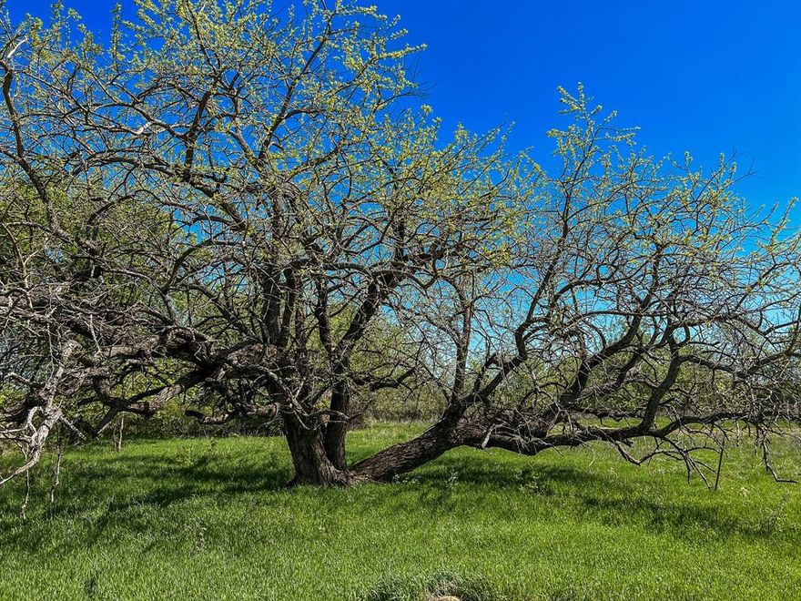 Multigenerational McGrath Ranch is approx 85% wooded and 15% pasture with two creeks that merge together as one on the property in the Crosstimbers region of Montague County, TX.  40 acres of rich, fertile bottom land that was once in cultivation and around 225 acres of mature oak, hickory, mulberry, pecan, walnut, and other trees with occasional openings which make for great food plot locations.  Fantastic hunting for whitetail deer, turkey, feral hogs and predators. An old homestead with several outbuildings, cattle pens and a water well in unknown condition. Good elevation changes from 1,050 feet to 970 feet above sea level.  This ranch has a ton of character and is a blank slate waiting for you to make it into the ranch of your dreams.