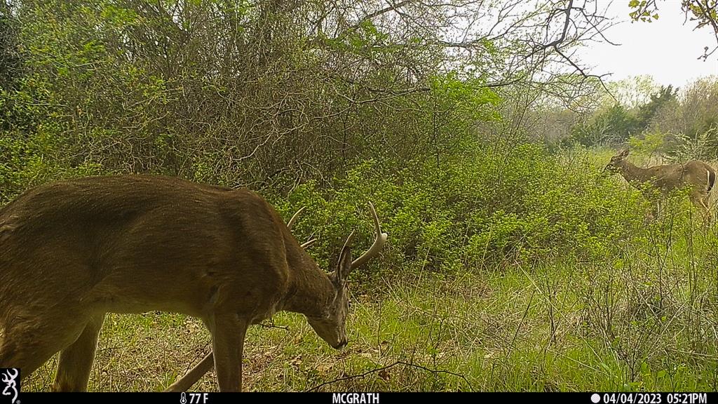 Francis Hickax - Farm