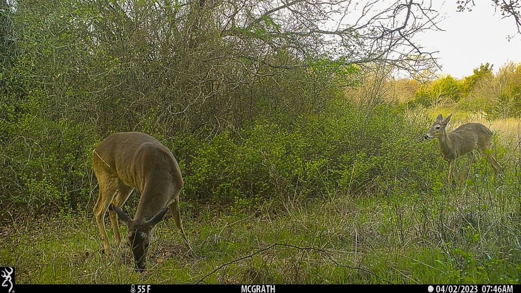 Francis Hickax - Farm