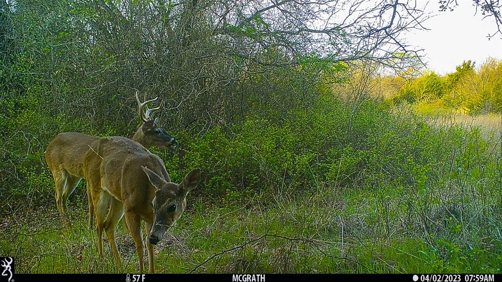 Francis Hickax - Farm