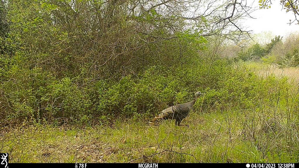 Francis Hickax - Farm