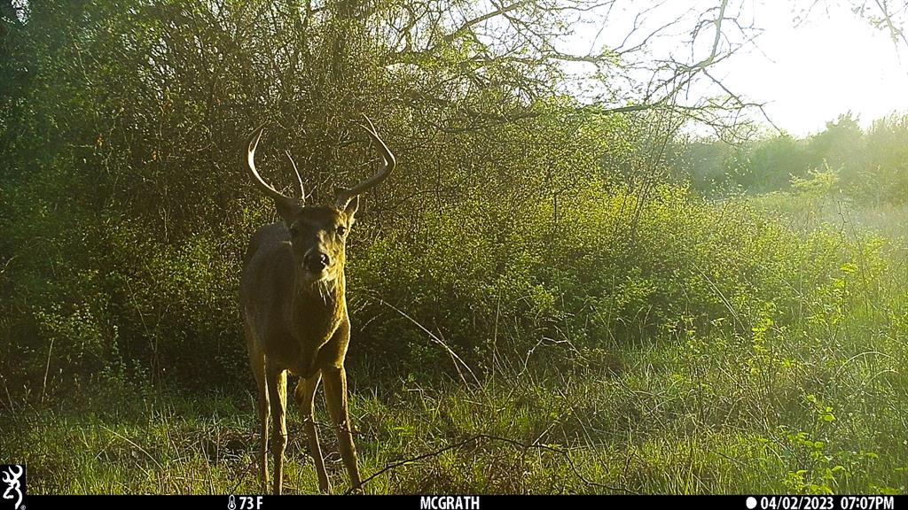 Francis Hickax - Farm