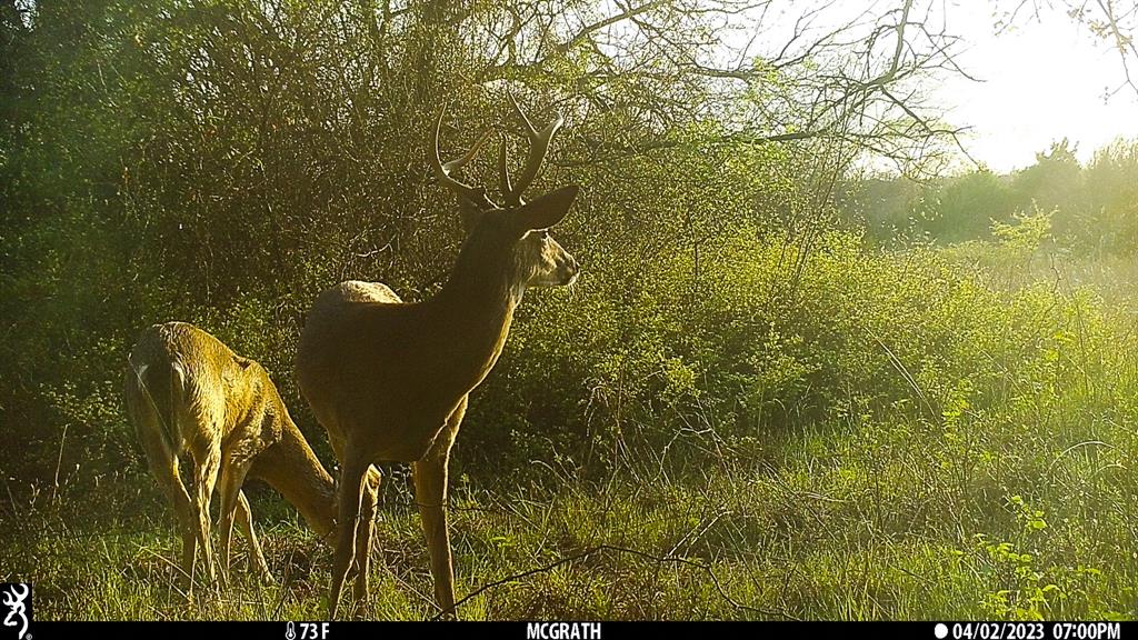 Francis Hickax - Farm