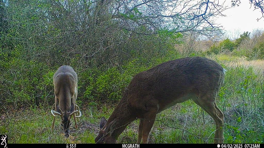 Francis Hickax - Farm