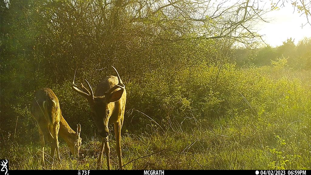 Francis Hickax - Farm