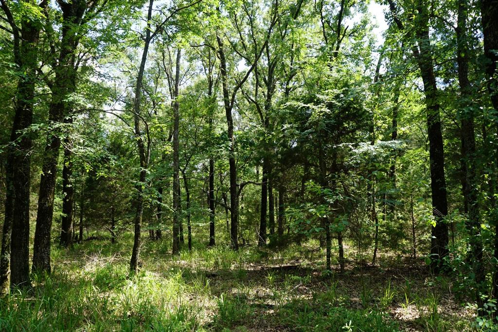 Forest Grove Sub Ph 1 - Land