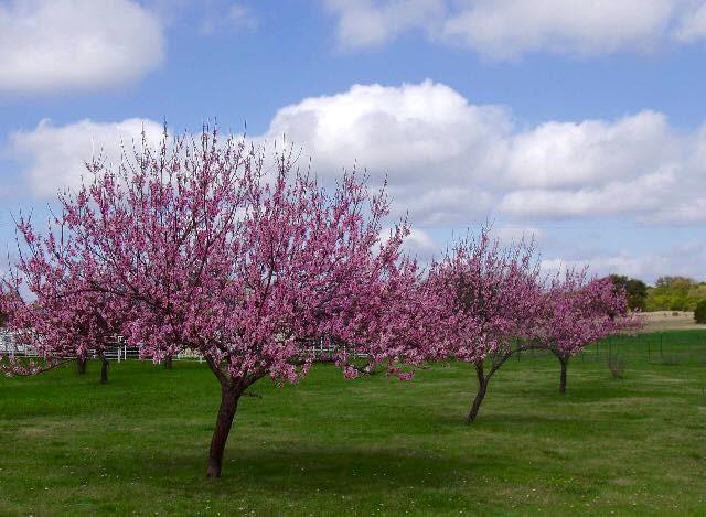 A31 H FIELDS - Commercial Sale